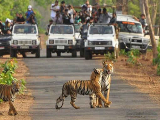 Explore Wildlife Travelling